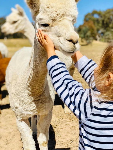 Glenview Alpaca Farm - Accommodation Daintree 3