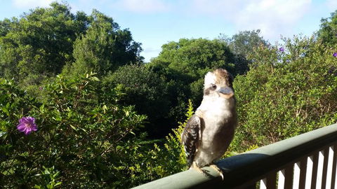 Gumtree House Montville - Accommodation Daintree 3