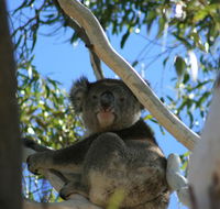 Levi Park Caravan Park - Accommodation Daintree