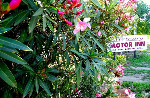 Mercury Motor Inn - Accommodation Daintree 0