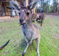 Yelverton Brook Eco Spa Retreat  Conservation Sanctuary - Accommodation Daintree