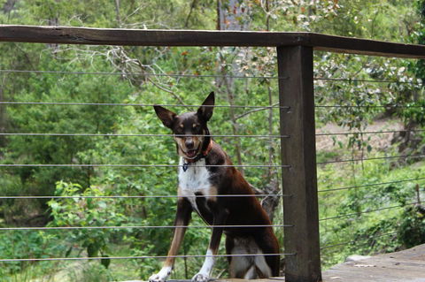 Ark Of Denmark - Accommodation Daintree 10