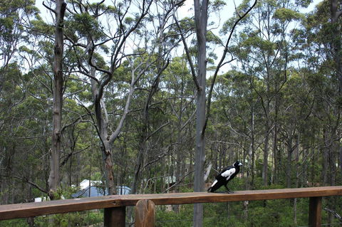 Ark Of Denmark - Accommodation Daintree 11