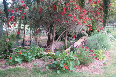 Bentwood Olive Grove Accommodation - Accommodation Daintree 21