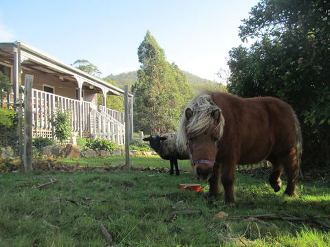 Post House Cottage - Accommodation Daintree 3
