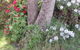 Karoola Cottage Self Contained - thumb 16