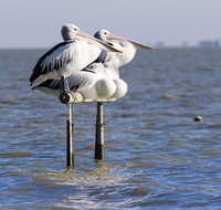 Pelican Perch Retreat - Accommodation Daintree