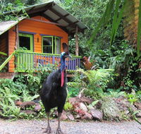 Rainforest Hideaway - Accommodation Daintree