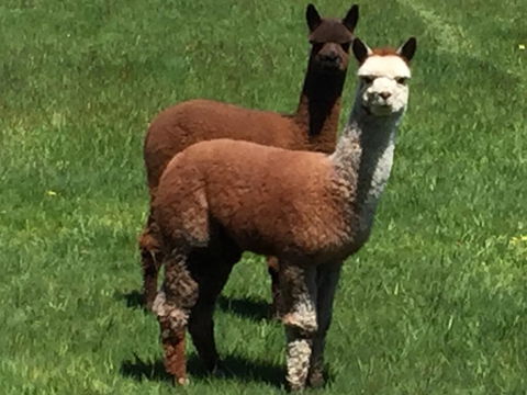 Raynella Alpaca Farmstay - Accommodation Daintree 3