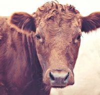 Redwing Farm Stay - Accommodation Daintree