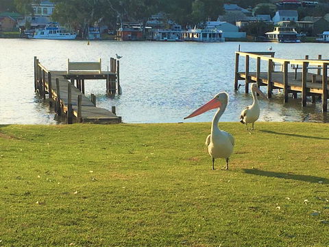 Riverfront Getaway - Mannum - Accommodation Daintree 0