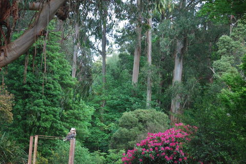Rocky Creek Art Garden B&B - Accommodation Daintree 2