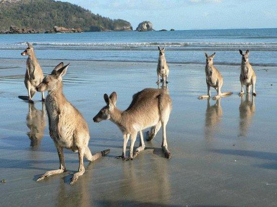 Hook Island QLD Accommodation Daintree