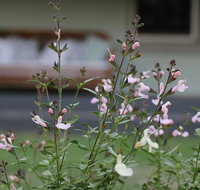 Serendipity on Allyn - Accommodation Daintree