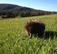 Silver Ridge Retreat - Accommodation Daintree