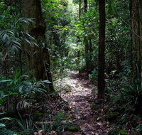 Springbrook Lyrebird Retreat - Accommodation Daintree