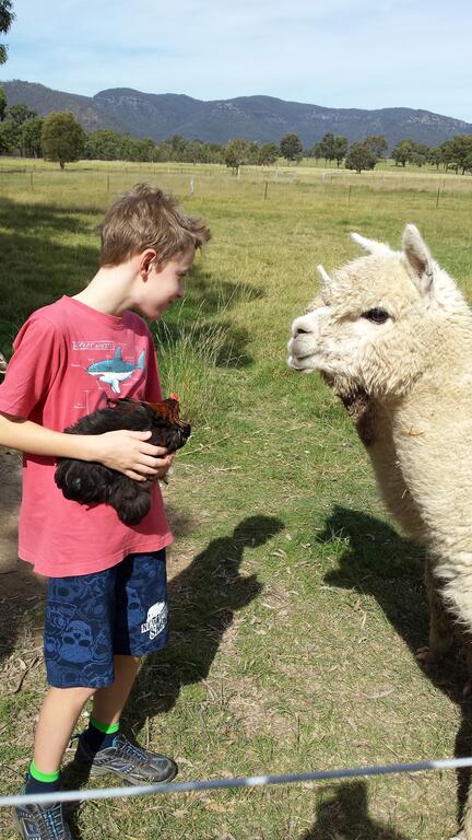 Starline Alpacas Farmstay Resort - Accommodation Daintree 3