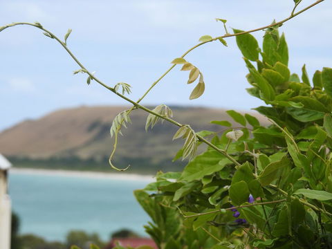 Ellie\'s Cottages - Accommodation Daintree 3