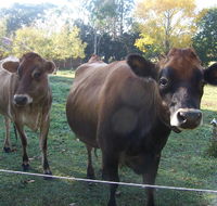 Drumreagh Bed  Breakfast Cabins - Accommodation Daintree
