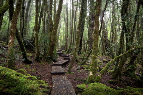 Peppers Cradle Mountain Lodge - Accommodation Daintree 25