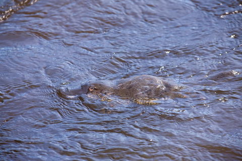 Platypus Playground Riverside Cottage - Accommodation Daintree 16