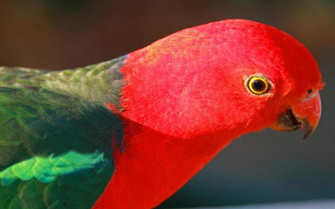 Marysville Caravan And Holiday Park - Accommodation Daintree 43
