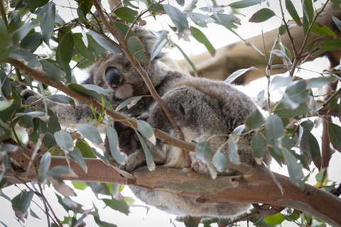 The Dolphin Apartments - Accommodation Daintree 6