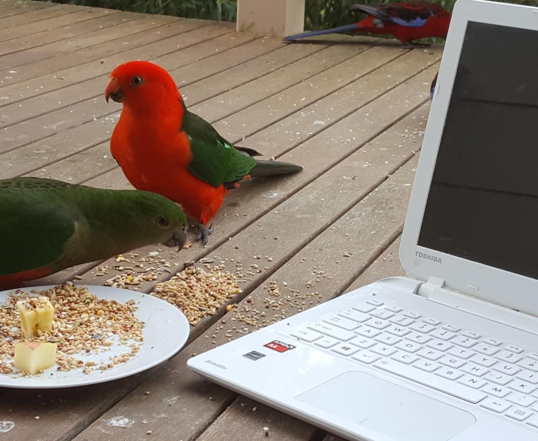 Foster VIC Accommodation Daintree