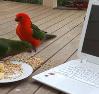 Wilsons Promontory Motel - Accommodation Daintree