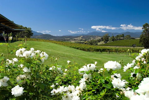 Balgownie Estate Yarra Valley - Accommodation Daintree 36