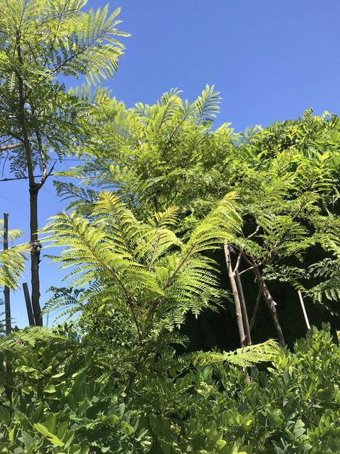 CROWN CENTRAL BUSINESS DISTRICT MOTEL - NO UNDER 18s - Accommodation Daintree 11