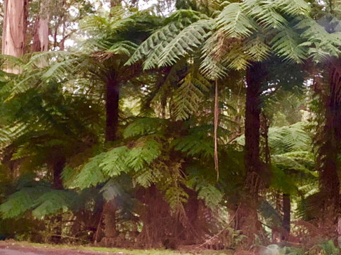 One Tree Hill Wilson Prom And Ocean Views - Accommodation Daintree 16