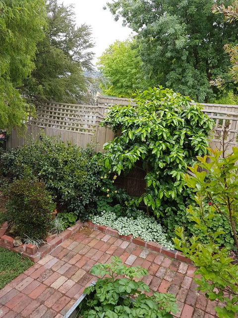 Healesville House - Fig Tree House - Accommodation Daintree 21