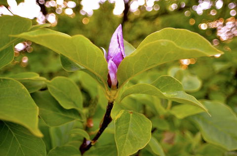 The Glasshouse Boutique Accommodation - Accommodation Daintree 2