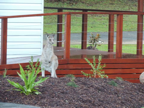 The Pouch B & B - Accommodation Daintree 1