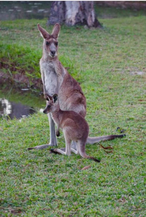 The Zen Den Adults Only - Accommodation Daintree 3
