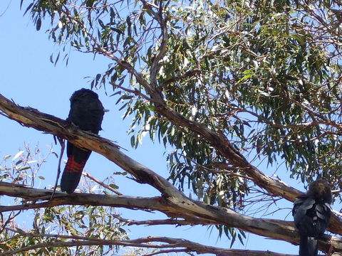 Wanderers Rest Of Kangaroo Island - Accommodation Daintree 2