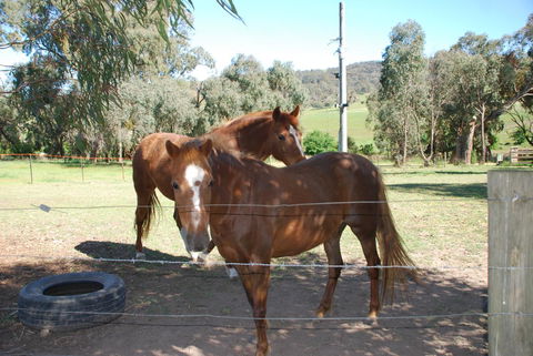 Bluegum Ridge Cottages - Accommodation Daintree 34