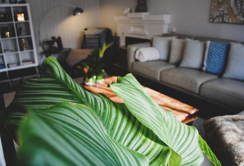 Bed Of Roses - Accommodation Daintree 29