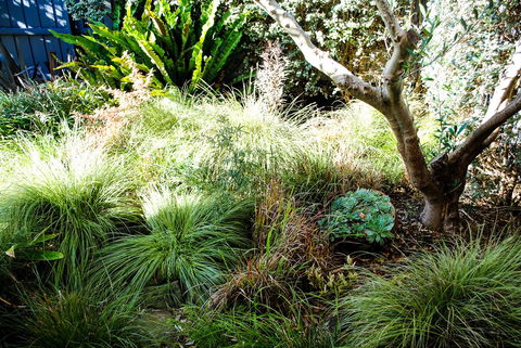Bed Of Roses - Accommodation Daintree 21