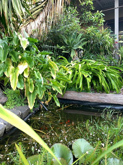 Sunryes Beach House - Accommodation Daintree 30