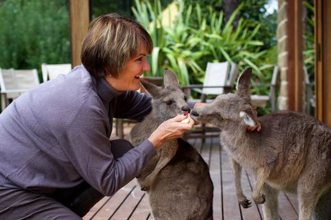 Kangaroo Manor - Accommodation Daintree 20