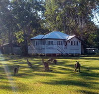 Lake Weyba Noosa Lodge  Kangaroos - Accommodation Daintree