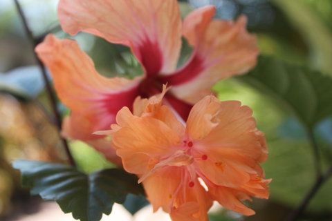 Amaroo On Mandalay, Magnetic Island - Accommodation Daintree 34