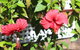 Amaroo On Mandalay, Magnetic Island - thumb 35
