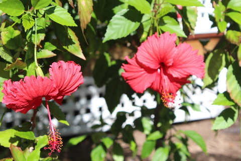 Amaroo On Mandalay, Magnetic Island - Accommodation Daintree 35