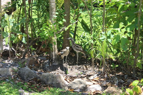 Amaroo On Mandalay, Magnetic Island - Accommodation Daintree 40