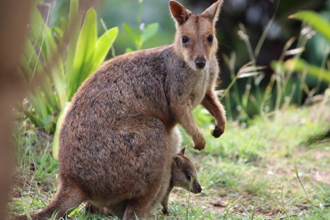 Amaroo On Mandalay, Magnetic Island - Accommodation Daintree 26