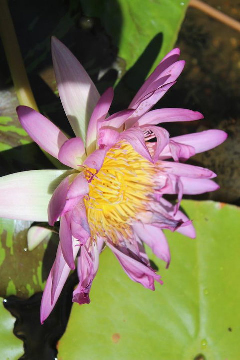 Amaroo On Mandalay, Magnetic Island - Accommodation Daintree 41