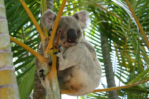 Amaroo On Mandalay, Magnetic Island - Accommodation Daintree 44